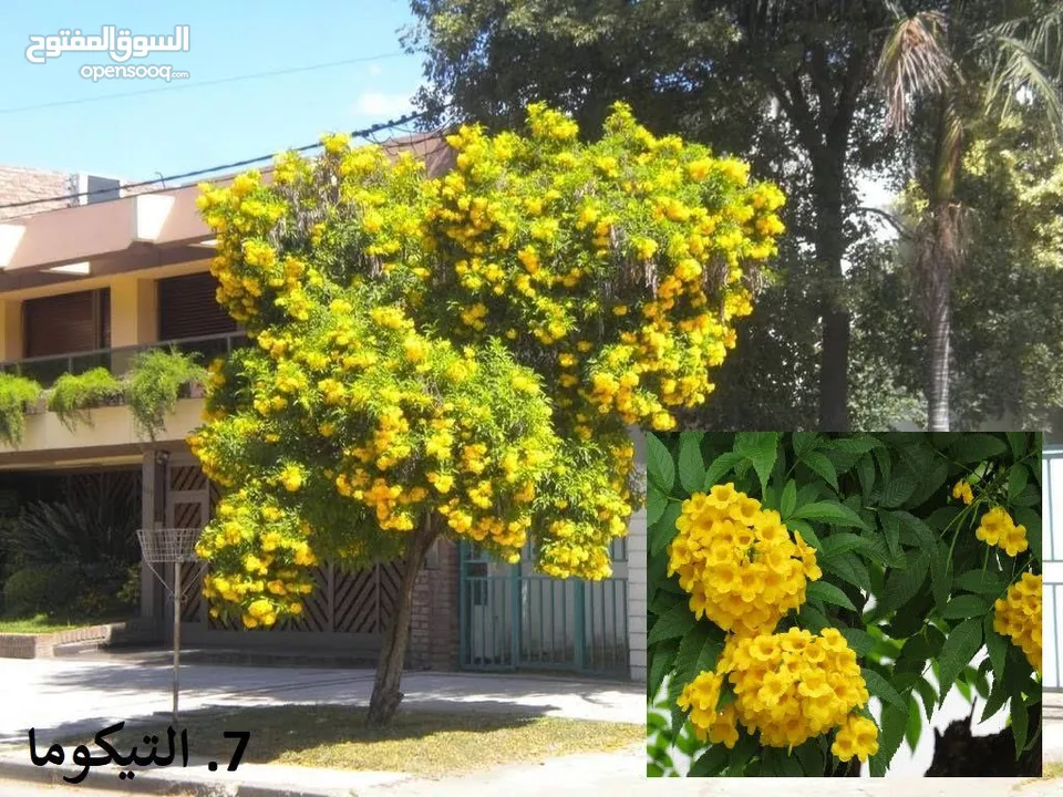 للبيع جميع انوع الاشجار all type of plants