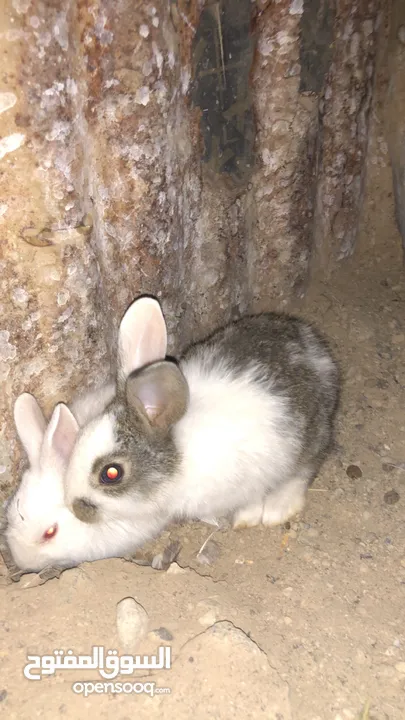 ارانب+سمان للبيع او البدل ب طيور بادجي