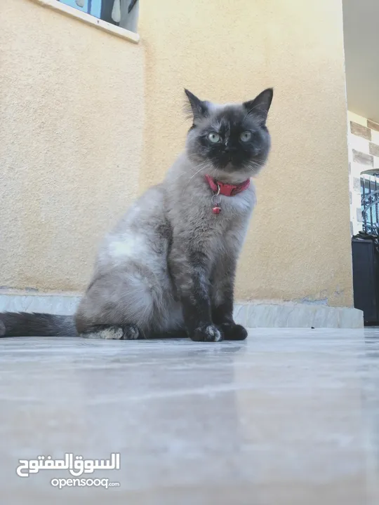 بسينة هملايا عمرا سنة