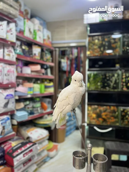 كوكاتو غوفن سوبر جامبو ررراقص أليف جدا تم تنزيل السعر لل370 وتمديد العرض  لاول ايام العيد تابع الوصف