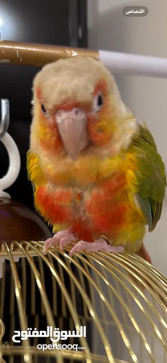 فرخ كنيور أناناس " pineapple conure “