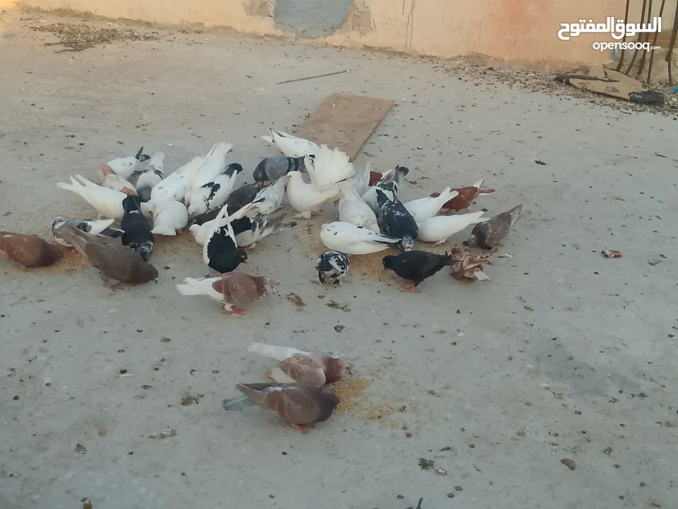 حمام للبيع في الزرقاء العالوك بجانب بقالة الصقر التواصل عبر الواتس اب