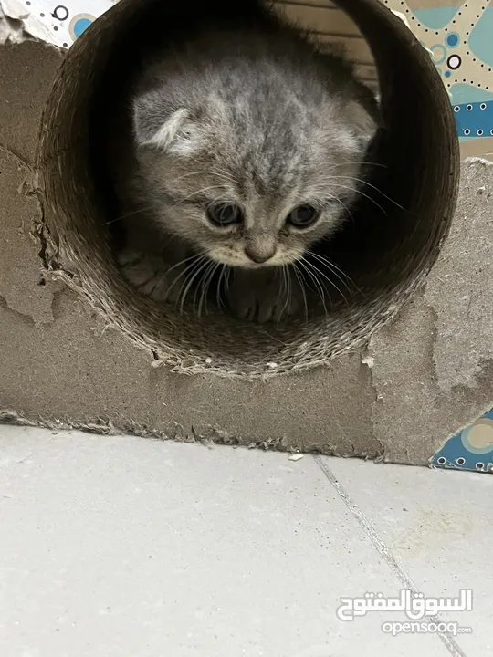 Pure Scottish double fold  pure breed