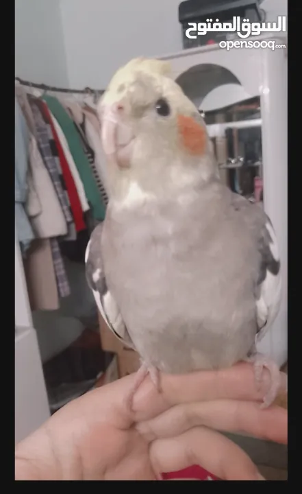 عصافير كوكتيل للبيع