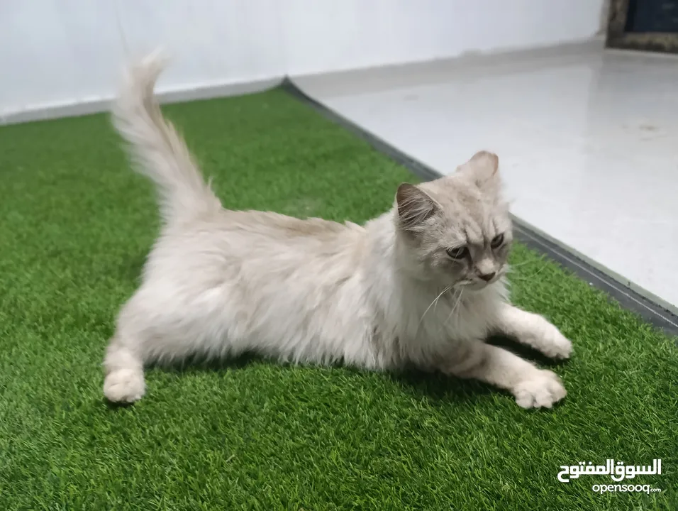 قط شيرازي سبيري