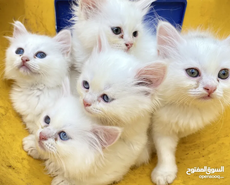 بيع قطط ذكر وانثى
