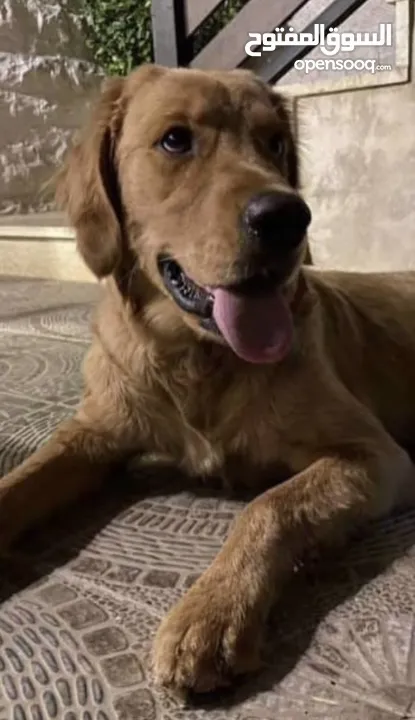 للبيع كلب جولدن ريتريفر Golden Retriever