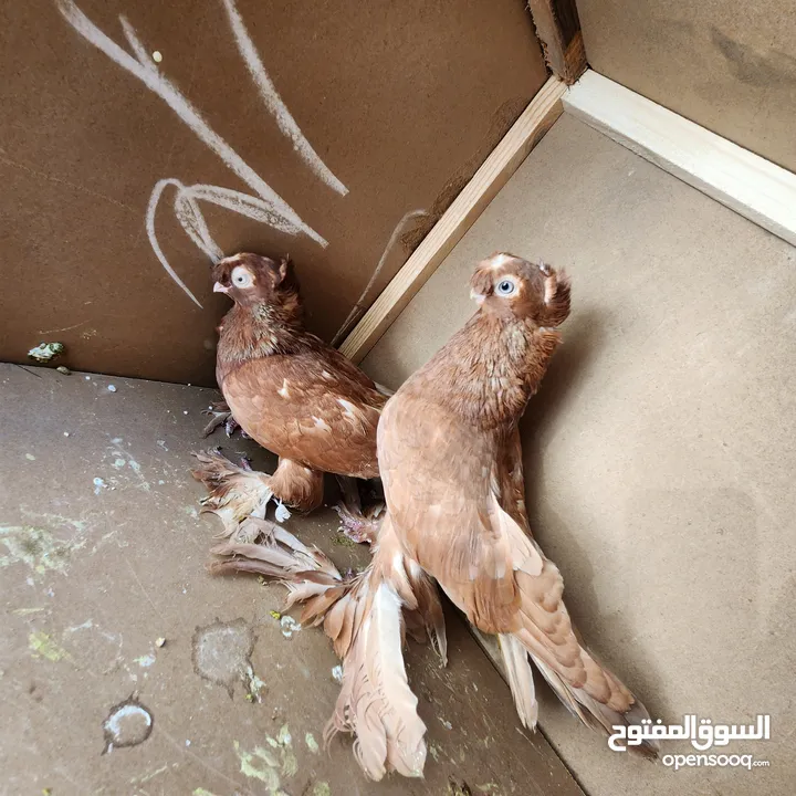 متاح جواز ازبك بزره الماني