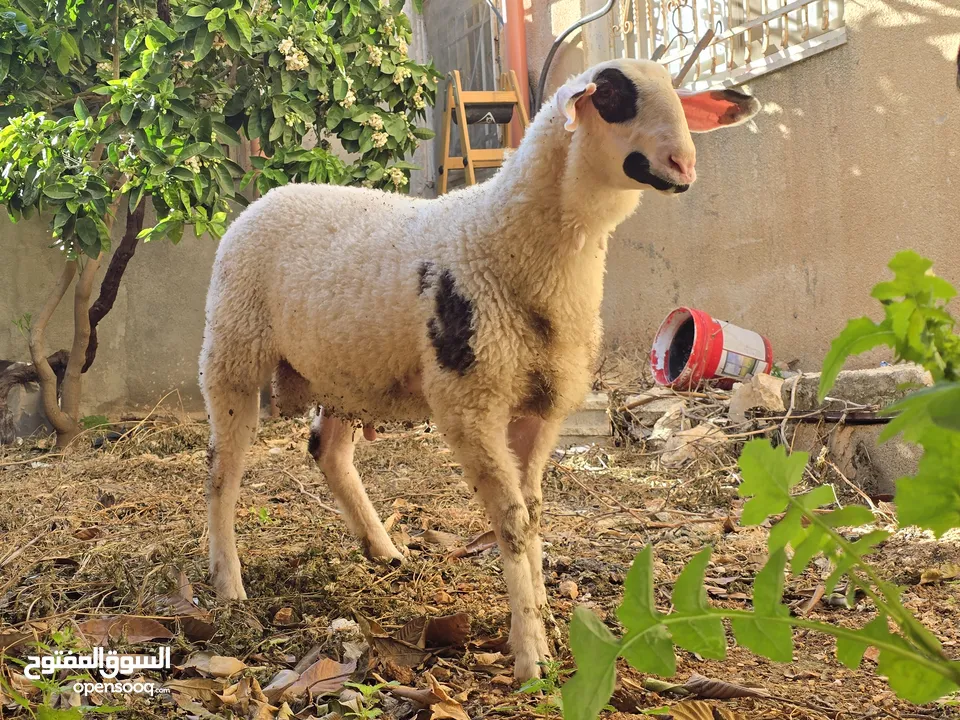 خروف نخب النخب