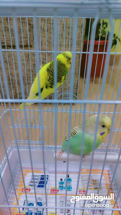 Love birds for sale