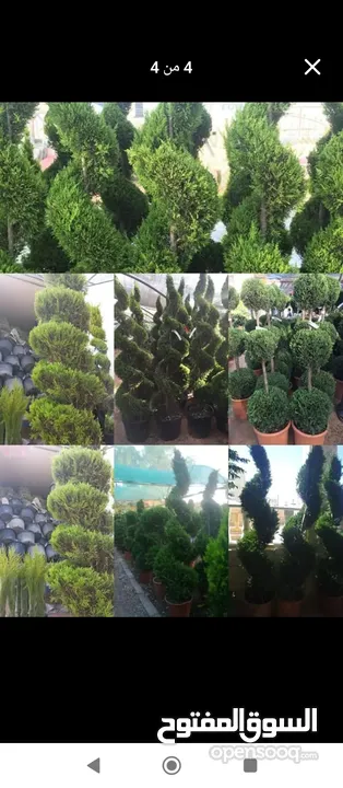 مشاتل الجود لتنسيق الحدائق العامة والخاصة