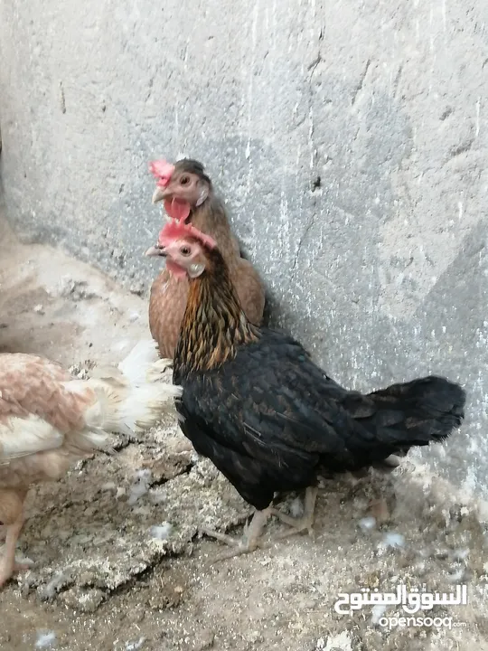 دجاج عرب البيع