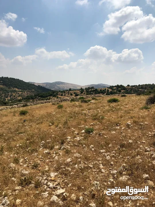 فرصة استثمارية! أرض زراعية مميزة بسعر مغري و بالقرب من أحراش الدولة للمزيد من المعلومات اقرأ الوصف