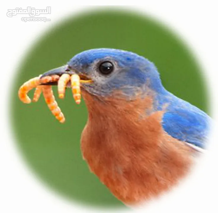 دود قبابي /ميل ورم /Mealworm