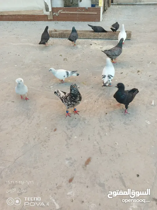كوم 30 حبة تنضيف سطح جواز فحول طواير فراخ