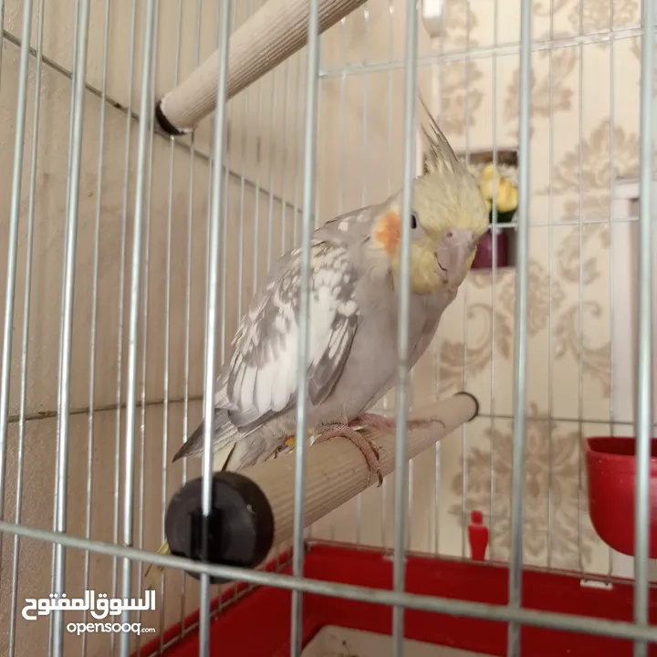 ذكر كوكتيل عمر 5 اشهر  البيع مع القفص