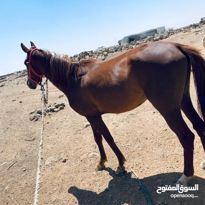 خيل لبيع العمر سنتين
