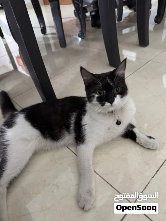 2 Female Cats for Adoption (8 Months)