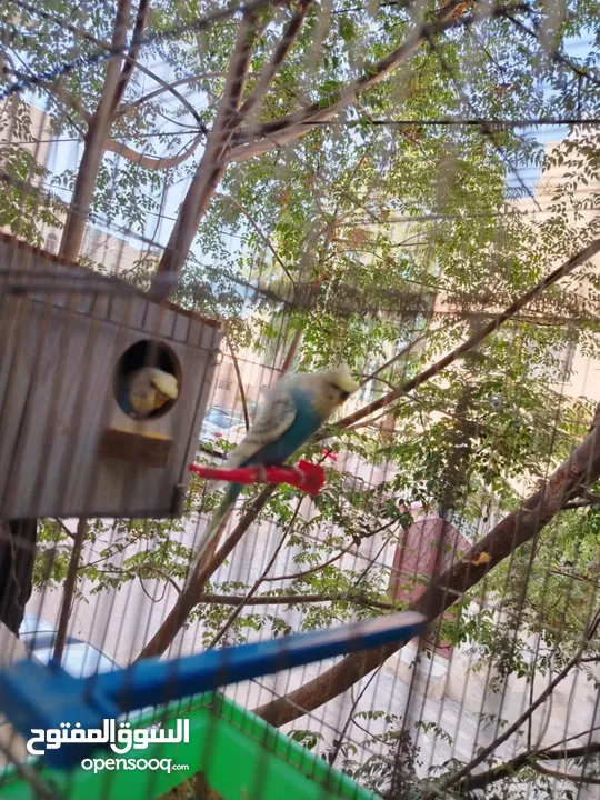 طيور حب و روز و فيشر