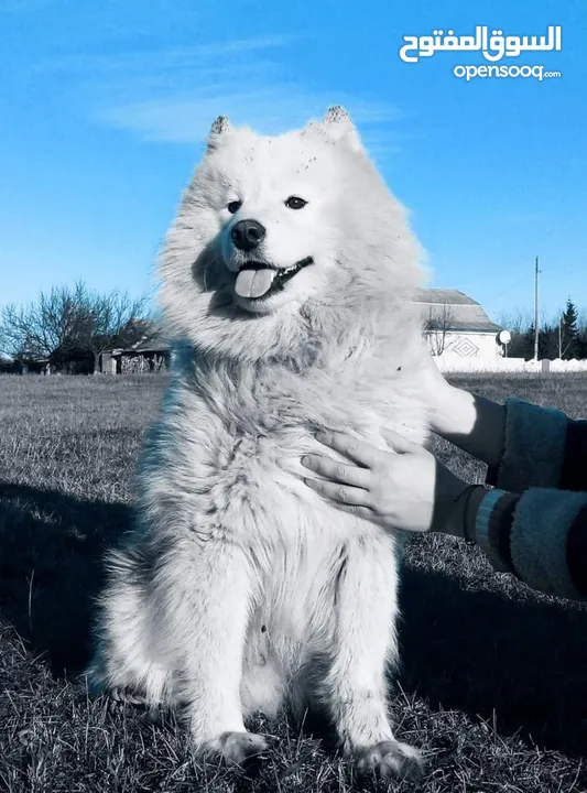 Male Samoyed imported from Ukraine with pedigree