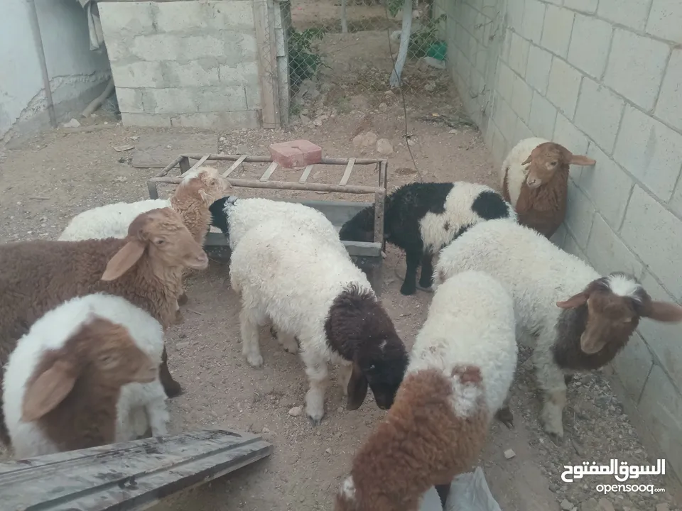 عبر عمر 3 شهور  عدد9