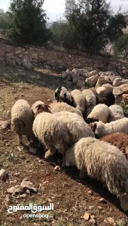 الكل يصلي على النبي أضاحي للبيع جميع الأوزان