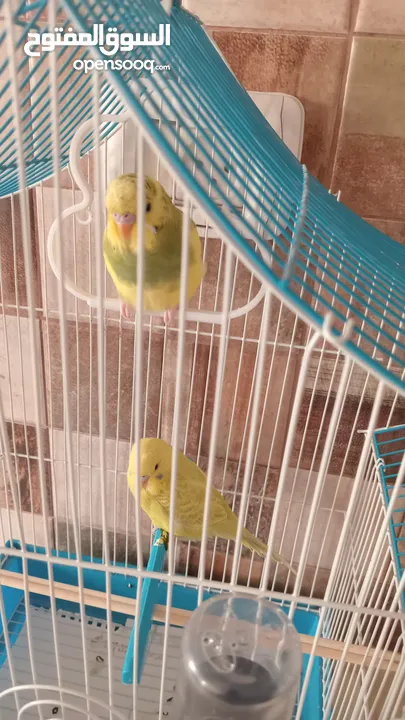 عصافير الحب