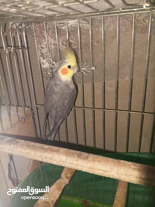 جوز طيور كوكتيل شغالات ومنتجات بأذن الله تعالى
