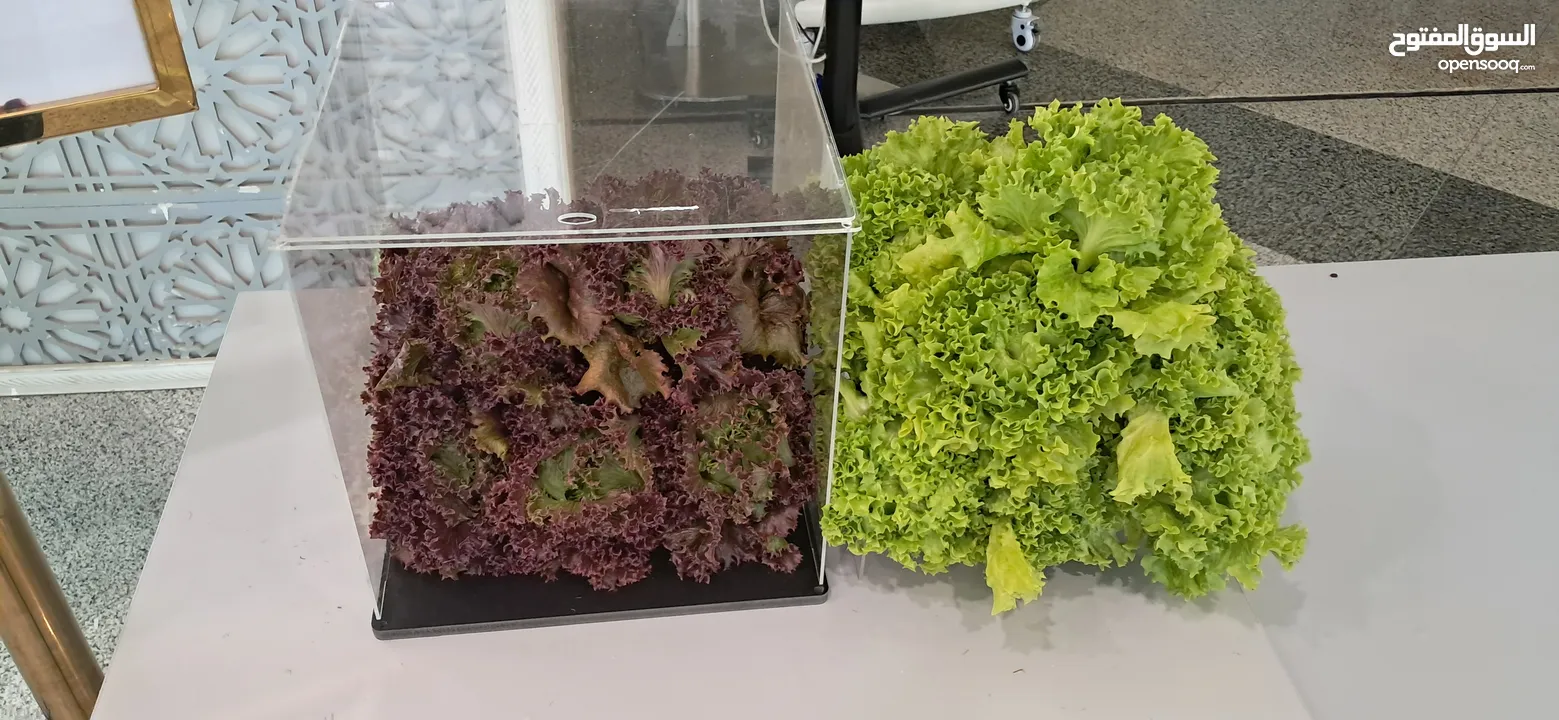 hydroponic system