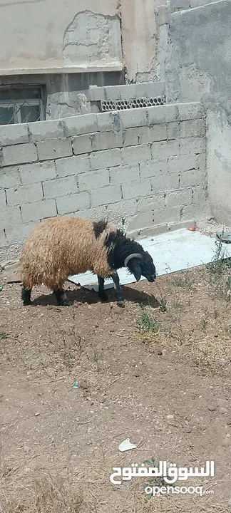 خروف. بصلاه على نبي