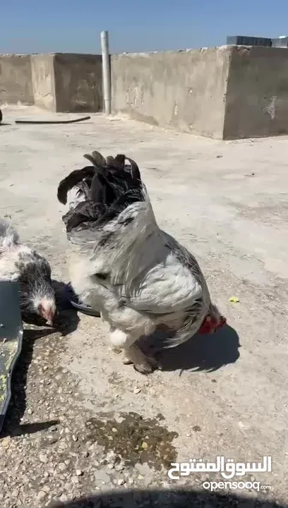 جاجتين براهمه وديك براهمه وصوص بلدي