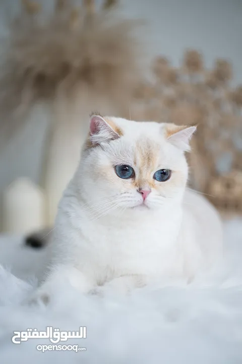 Scottish British shorthair longhair kittens British shorthair Scottish fold kittens Scottish