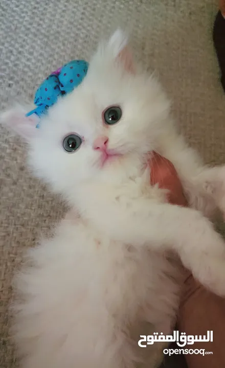 Available kittens for sale high quality breed Cats (Silver British breed & Scottish straight breed.)