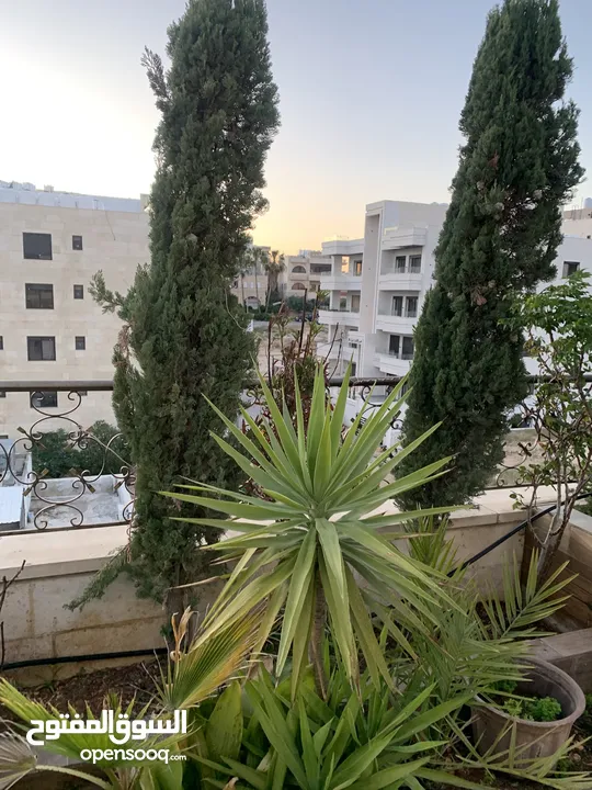 شجر سرو للبيع في البنيات
