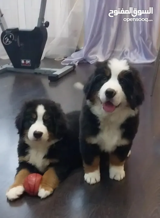 an awesome Bernese Mountain puppy is available