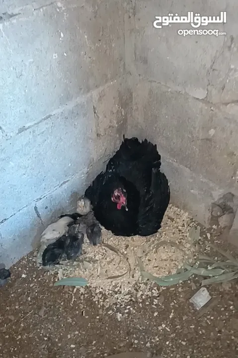 3 جاجات مع فراخهم
