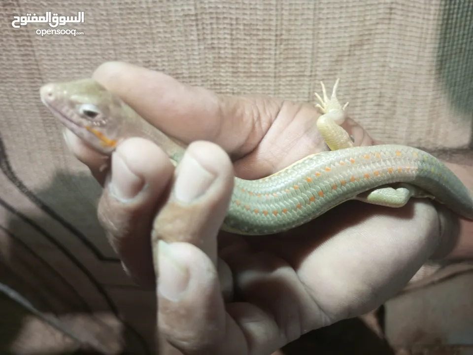 متوفر ضب +حرباء+شنايدر ــ»اليفات وغير مؤذى صحه ممتازة جدا المعاينه قبل الشراء الاسعار مناسبه وحرق