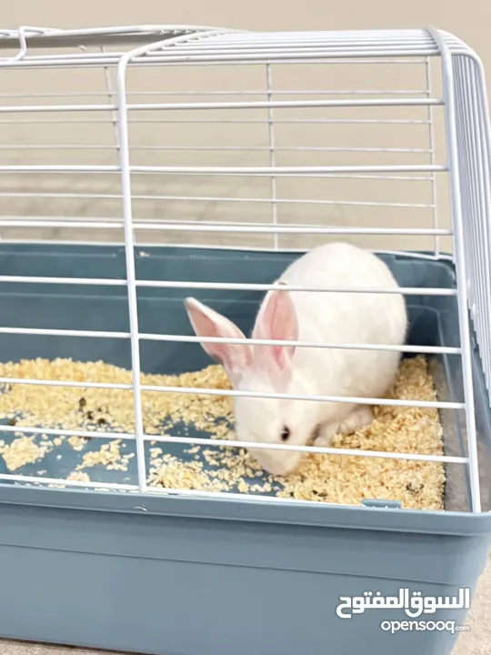 Selling a Dwarf Rex Mix Rabbit
