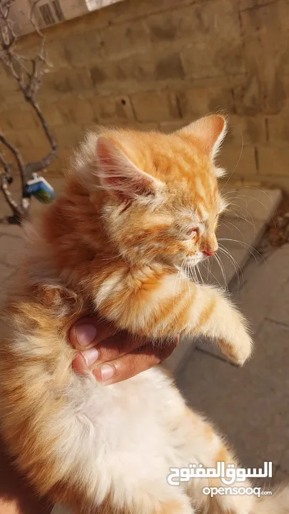 تبني قطشيىازي
