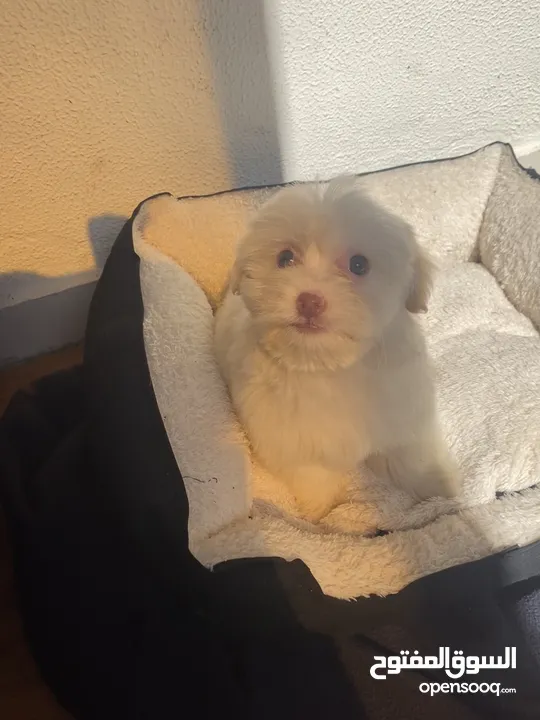 Bichon Maltese Puppy