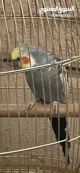 فحل كوكتيل اليف 80%