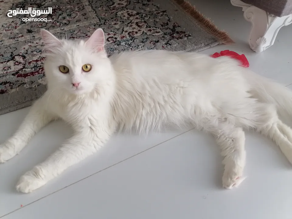 قطه تركيه مع بناتها للبيع Turkish cat with her daughters (214832770