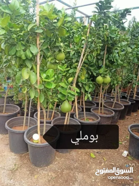 ركن المنزل لخدمات الزراعة العامة وتنسيق الحدائق وصيانتها مع خدمة التوصيل لكافة محافظات المملكة
