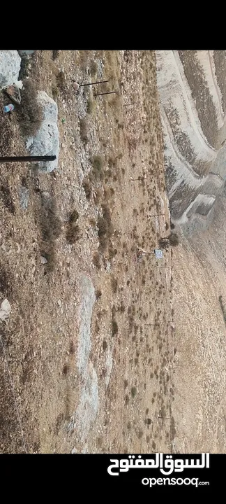 بعد الصلاة ع النبي أرض بموقع ممتاذ للأستثمار نابلس امتدات المساكن الشعبيه منطقة عين كاكوب