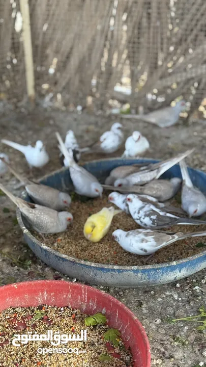 Dove bird pigeon دوف مكس للمهتمين للتربية منتج