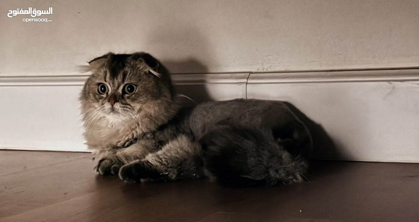 قطط سكوتش فولد  Scottish fold