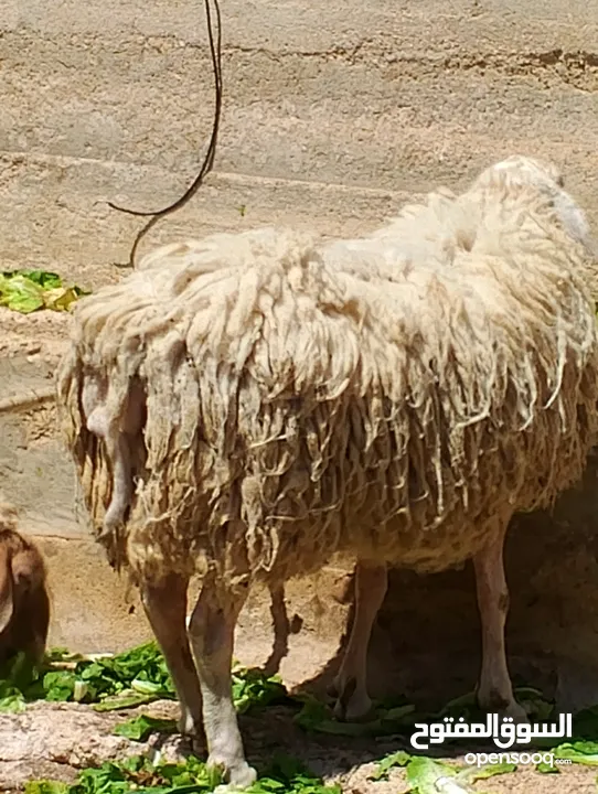 فحل خاروف عساف