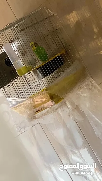 جوز بادجي و طيرة صلاة النبي اول خيرهم بجهزو لبطن