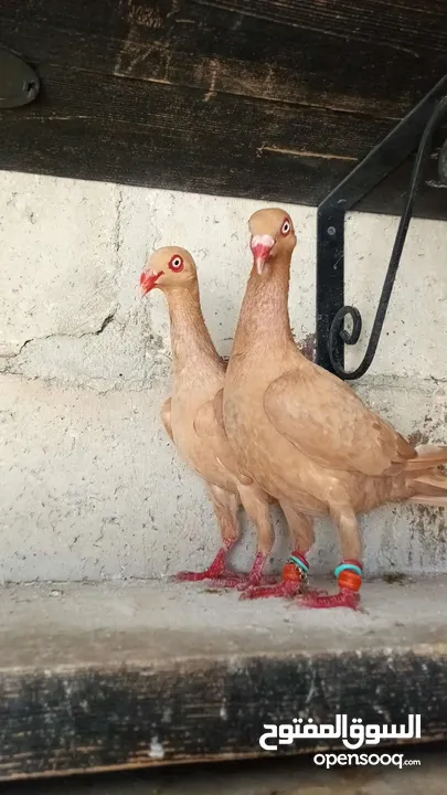 جواز حمام للبيع