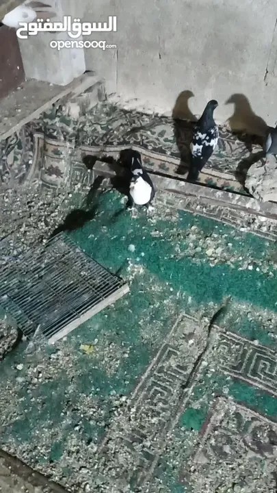 متاح طواير حلوات شغلات مكفولات شغل كينه شغل ماشاء الله